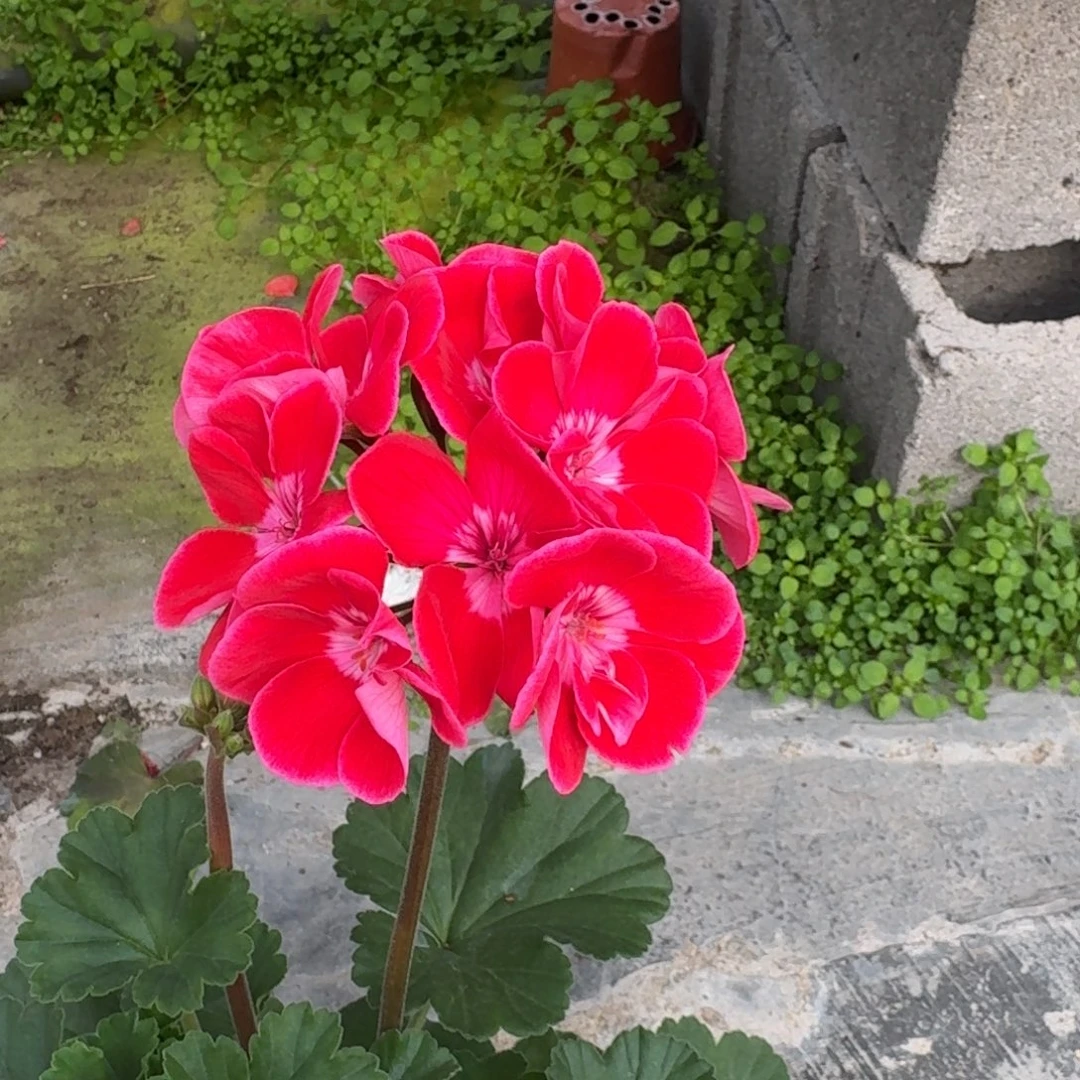 完全开放红宝石福利