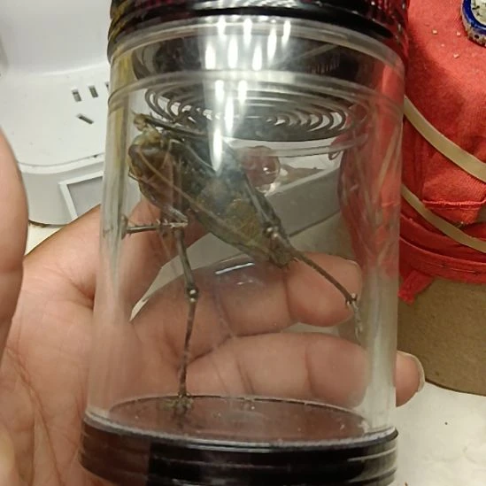 智***者智者开叫大本带罐包邮