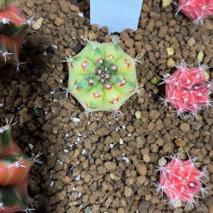 270-0608泰国发货多肉