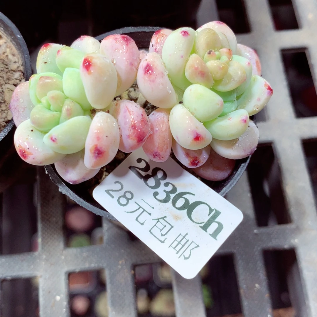 5厘米盆精控多肉2836