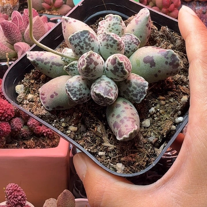 华水蜜桃的味道真的很好闻