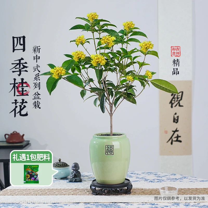 【创享绿洲】四季桂花带花盆清香宜人观花绿植花卉办公室内茶室盆景