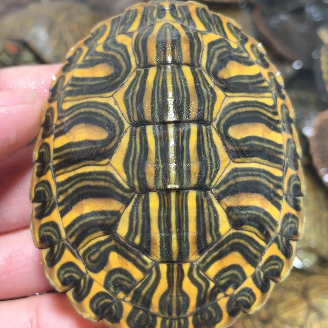 宠物龟不分公母7.3