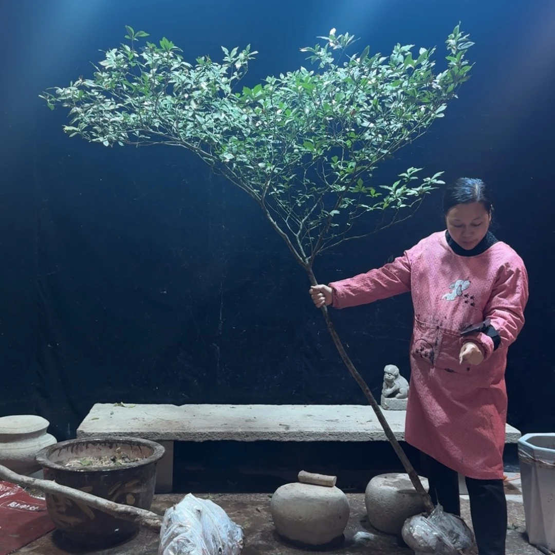S***s完全开放栀子花造型树一物一拍