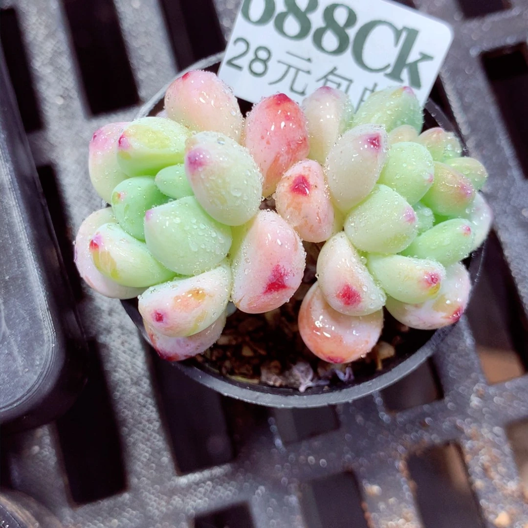 5厘米盆精控多肉688