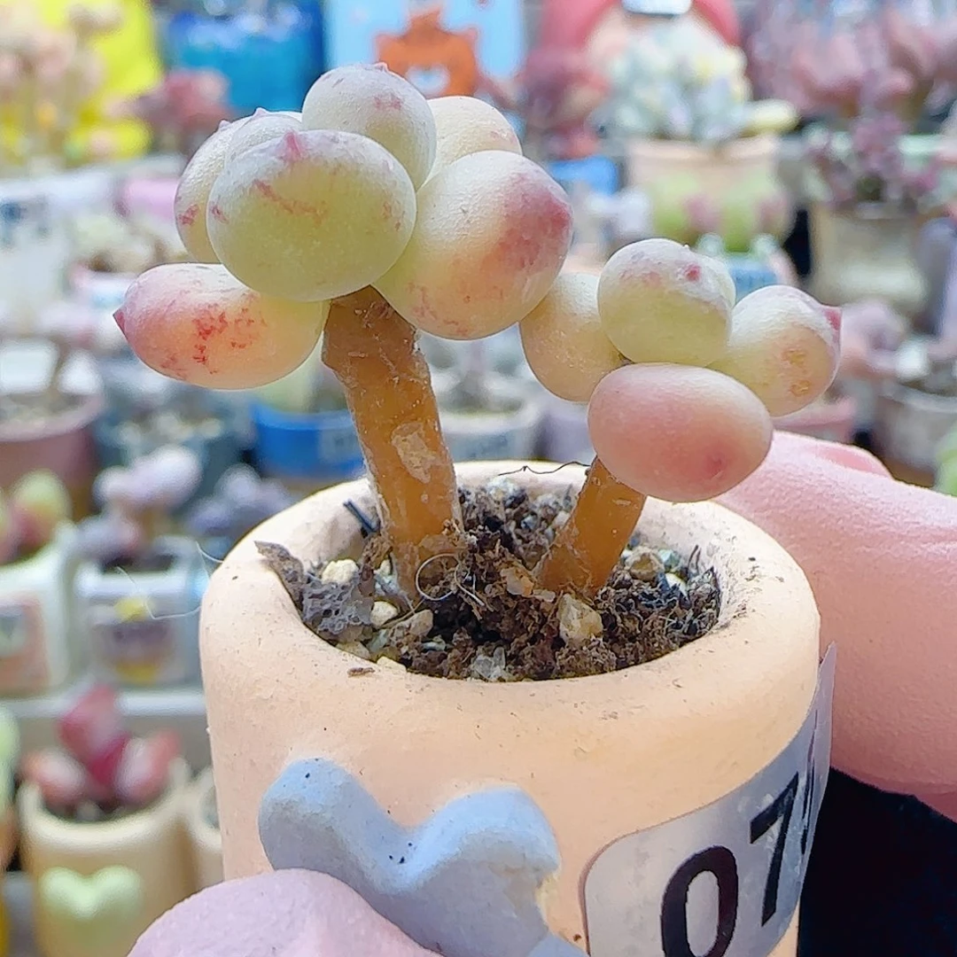 L双头彩虹奶 盆口2cm