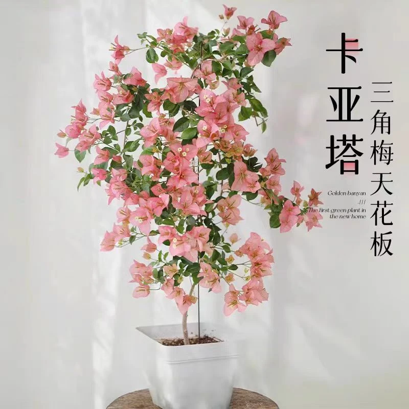 【五星推荐】漳州卡亚塔三角梅藤条原生苗盆栽阳台庭院风好养易活