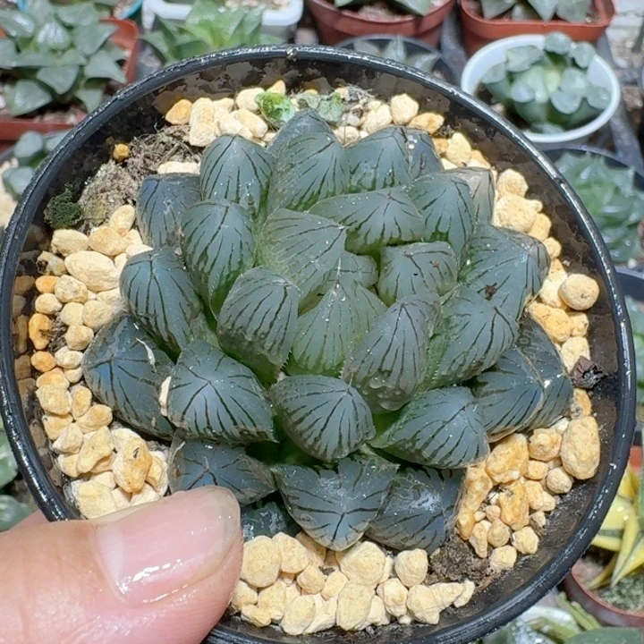 十二卷玉露大颗黑姬玉露