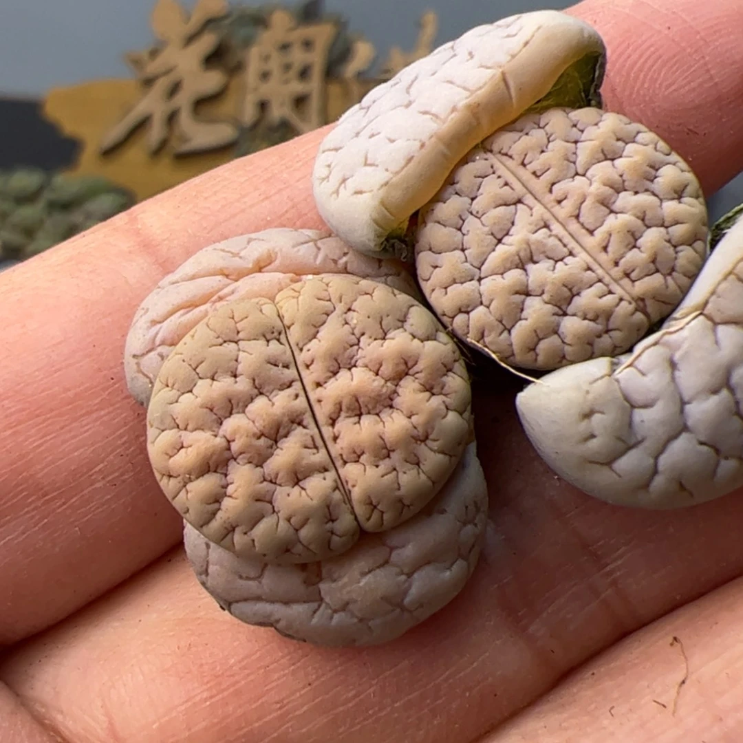 【闪购商品】0000000012