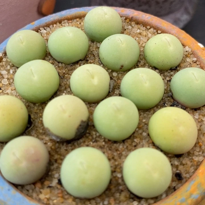 鸽子蛋1颗1厘米左右