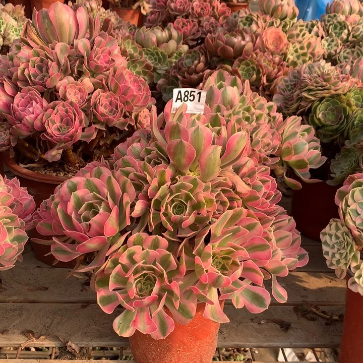 851粉女巫多肉法师