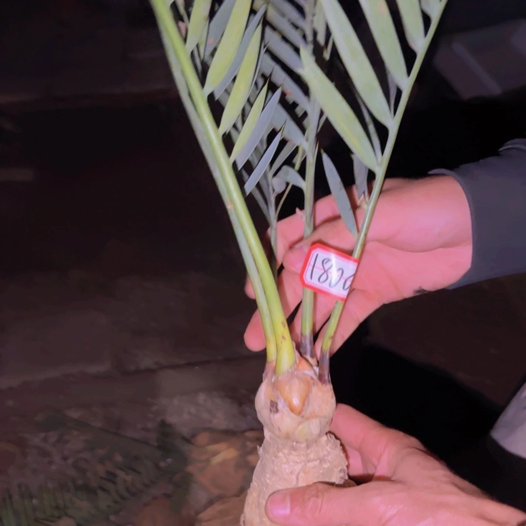老***翰块根植物块根植物