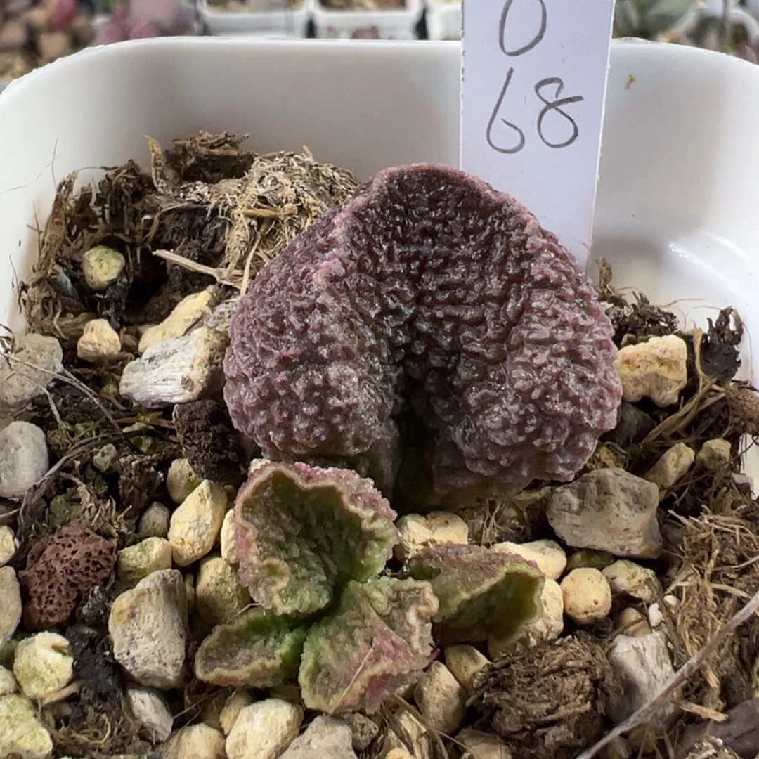 实生新品多肉植物水泡