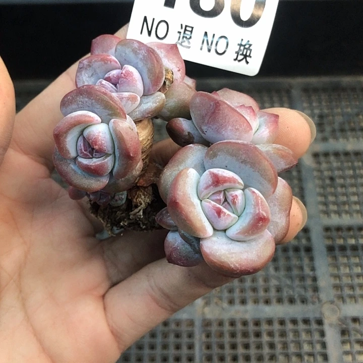 星影石榴籽福利出咯 180