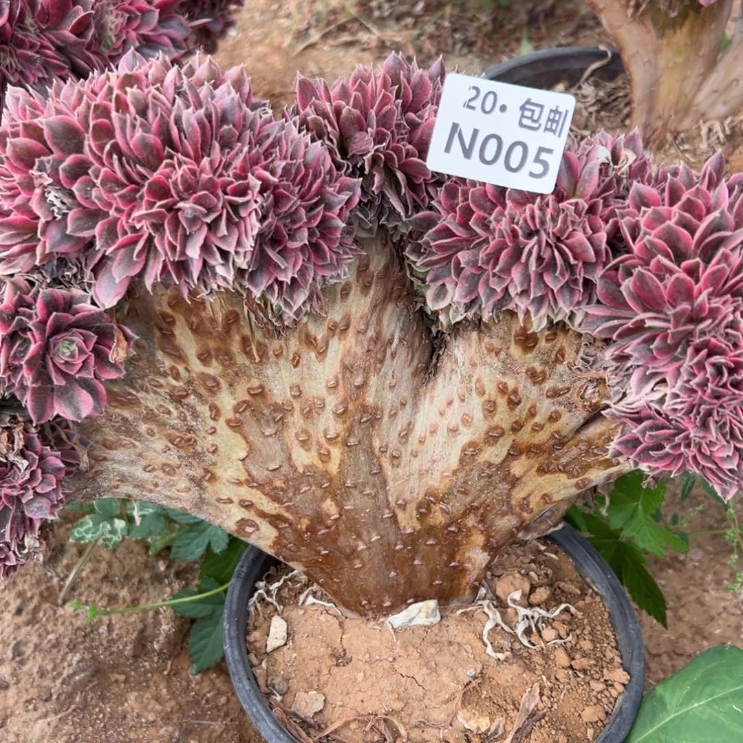 005女巫缀满20包邮