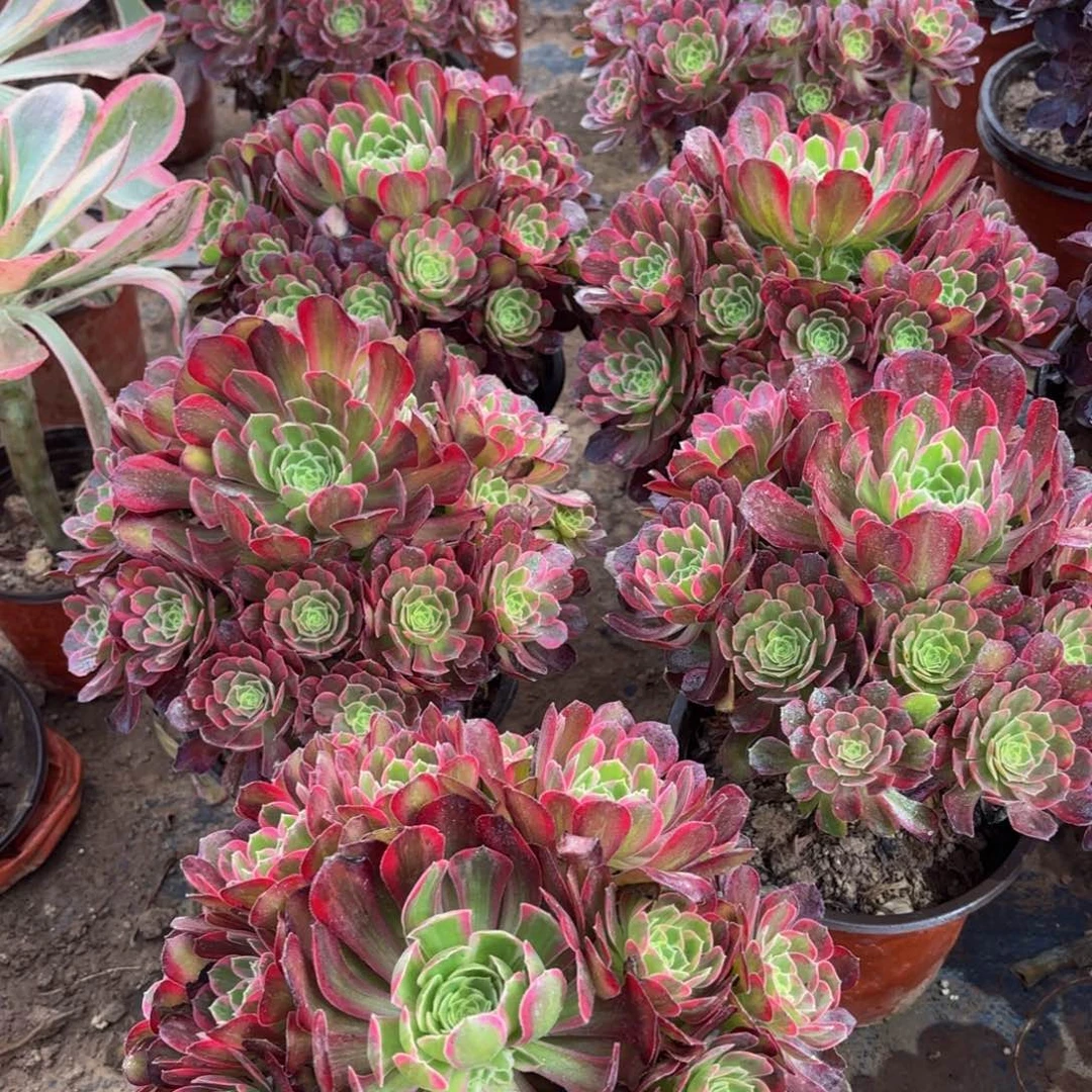 安娜9.9多肉植物