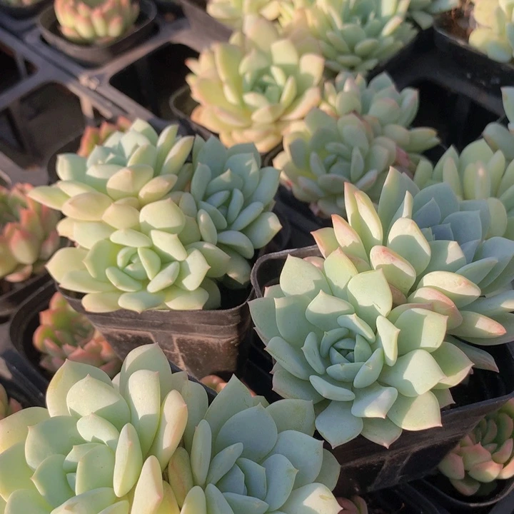 呆露露双头发货哦