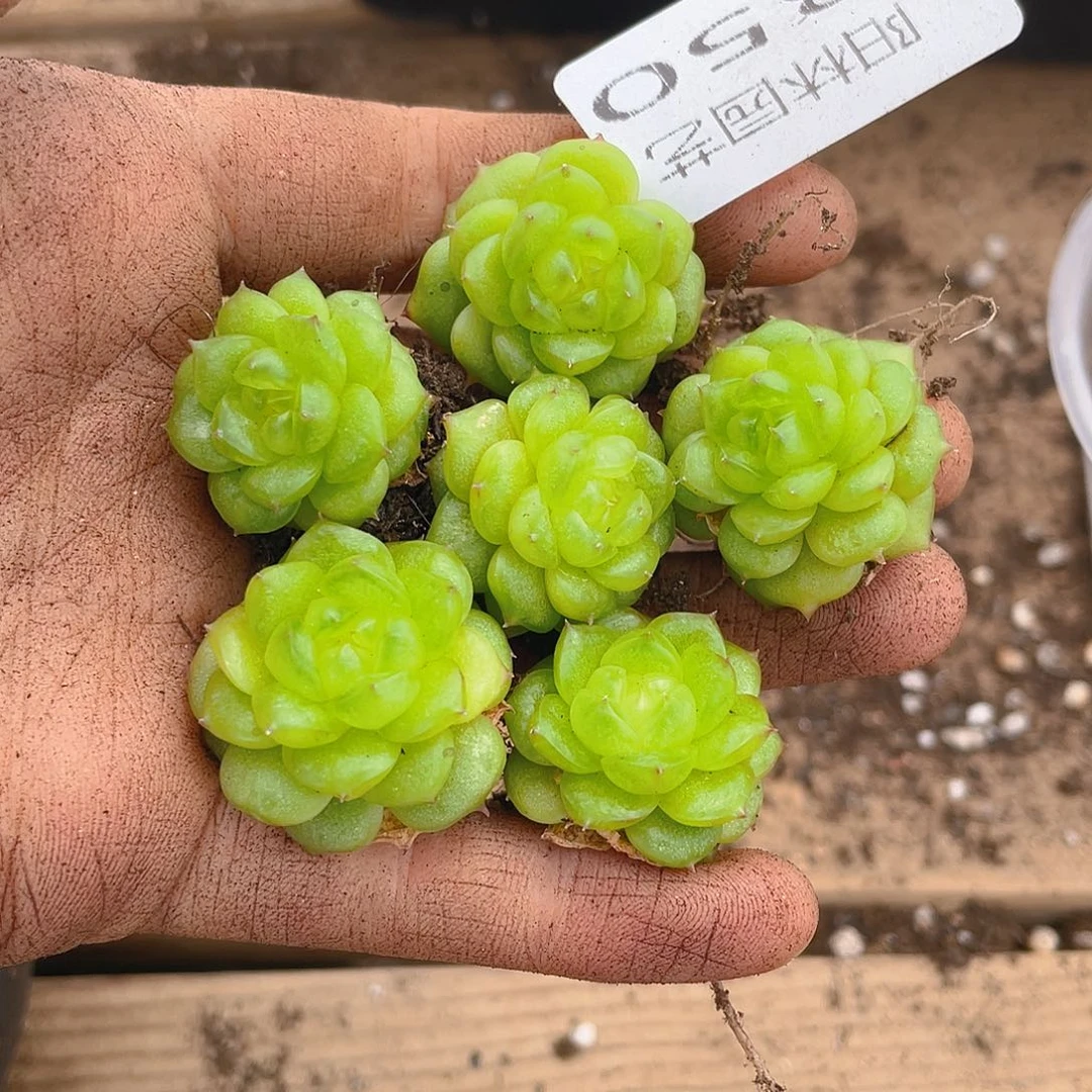 多肉植物多肉植物350
