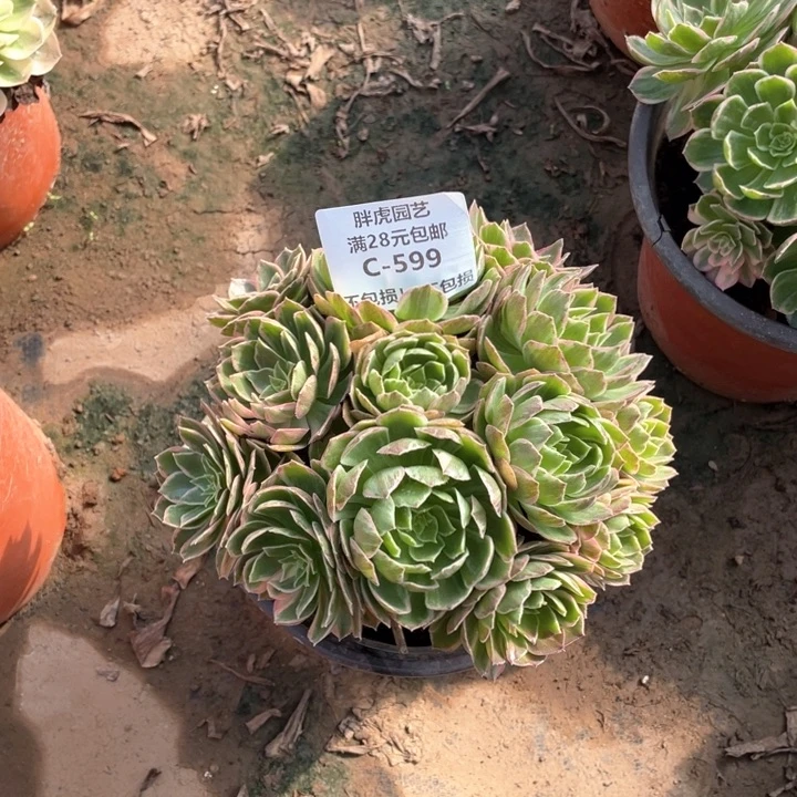 599万花筒多肉法师丛林