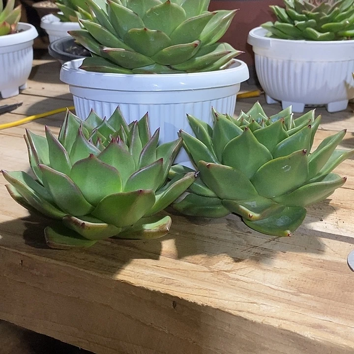 毛***松福利原始种5