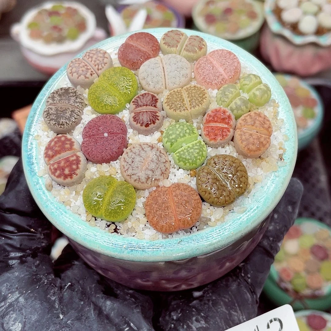 生石花满18包邮0923-212