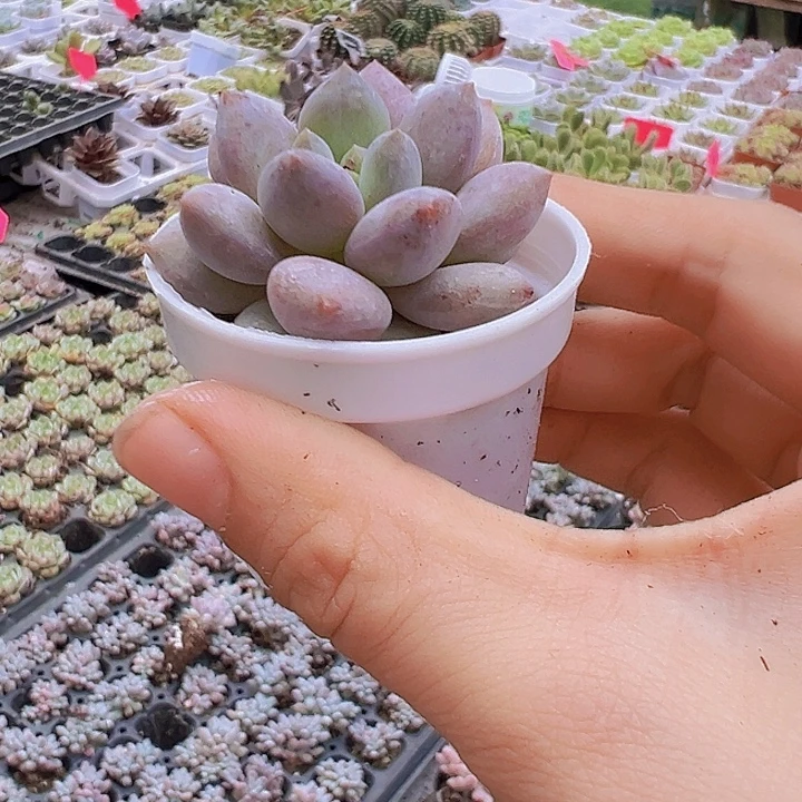 半夏5厘米盆带盆19包邮