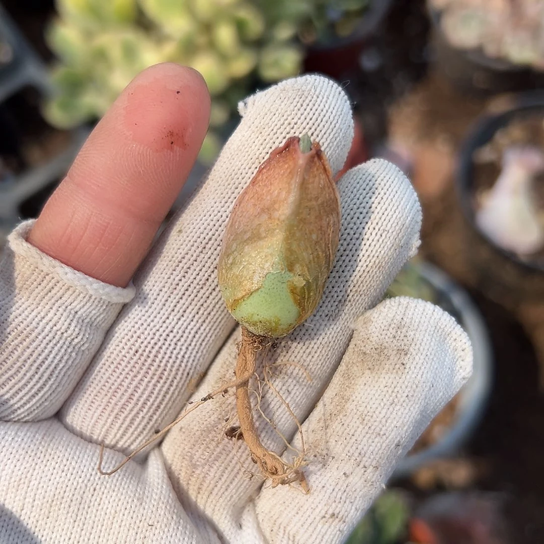 多肉植物奇艺鸟单头