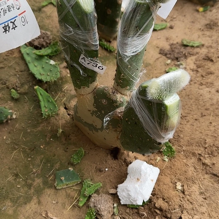 无花朵军*嫁接九尾狐缀3头736