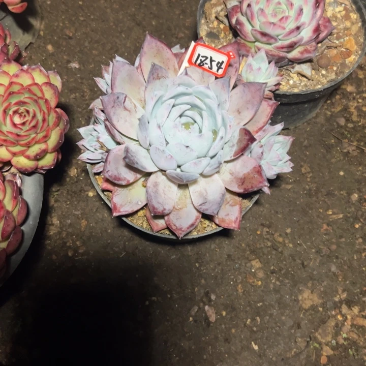 悯***i精品多肉植物老桩