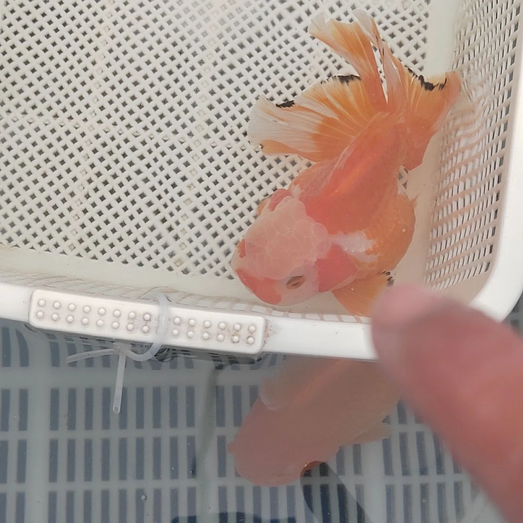 金鱼精选千褶泰狮