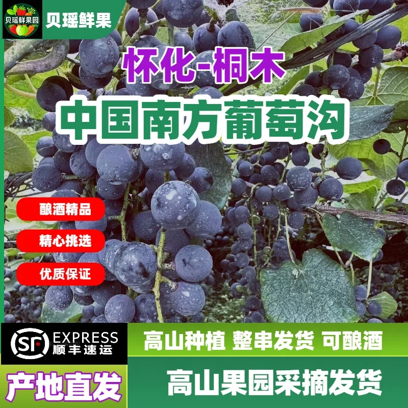 （顺丰包邮）湖南怀化桐木葡萄沟高山刺葡萄新鲜现摘现发清甜可酿酒