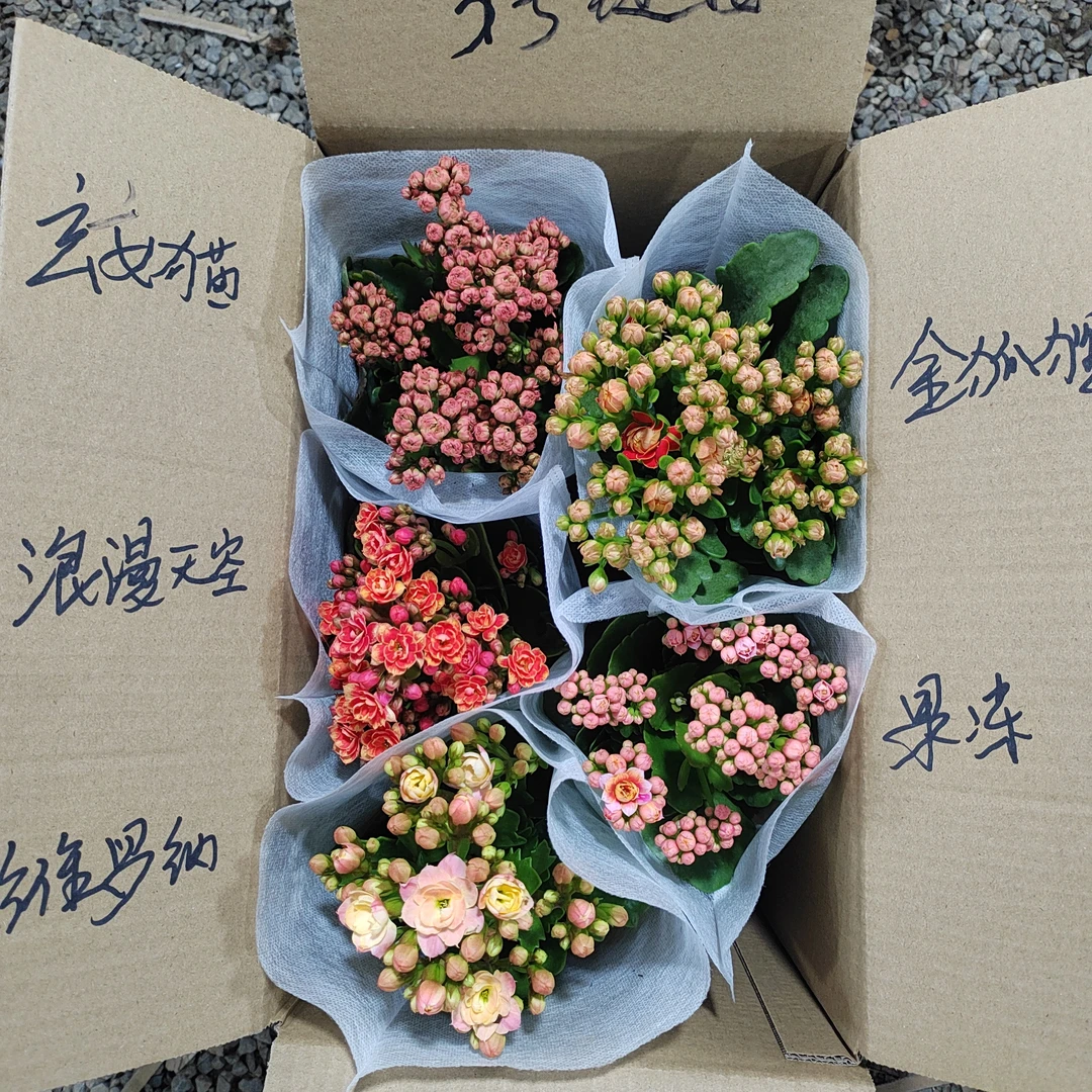 福利款重瓣大花长寿花，3号链接10厘米盆径，5盆5个颜色，不能挑色