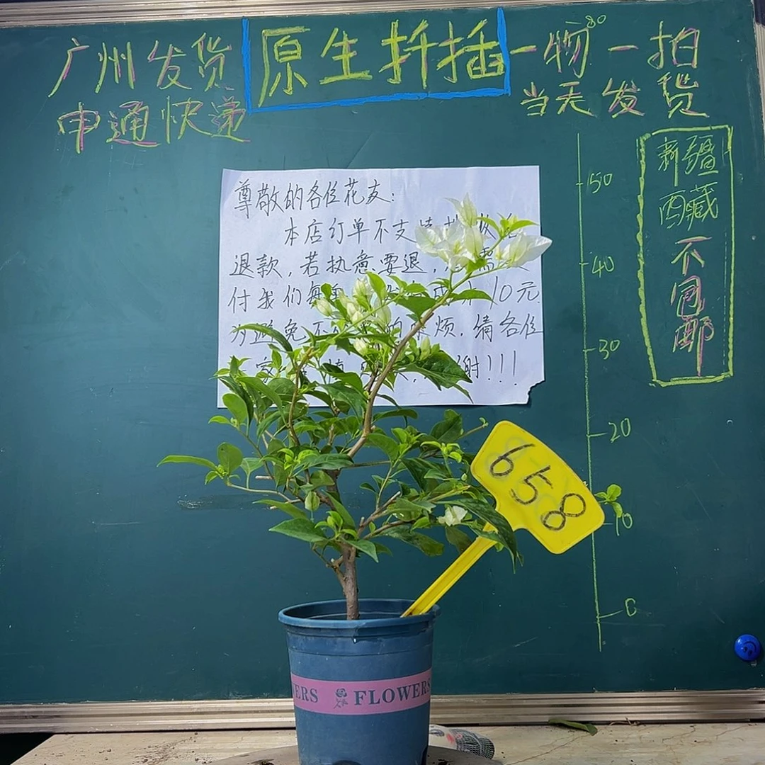 当前无花栽培后可以开花 白雪公主 658
