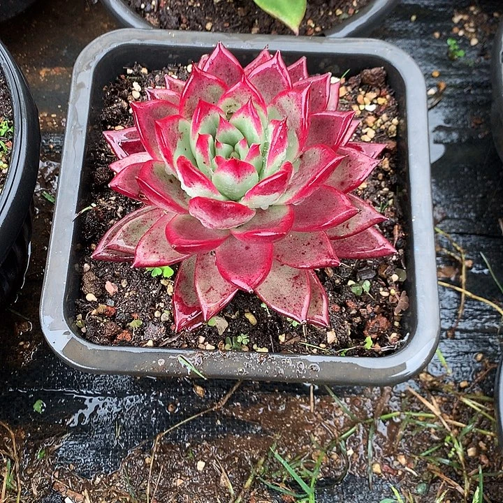 美肉特价活动开始了