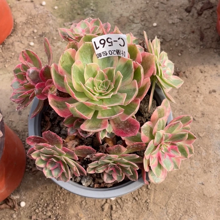 561云河多肉123456789