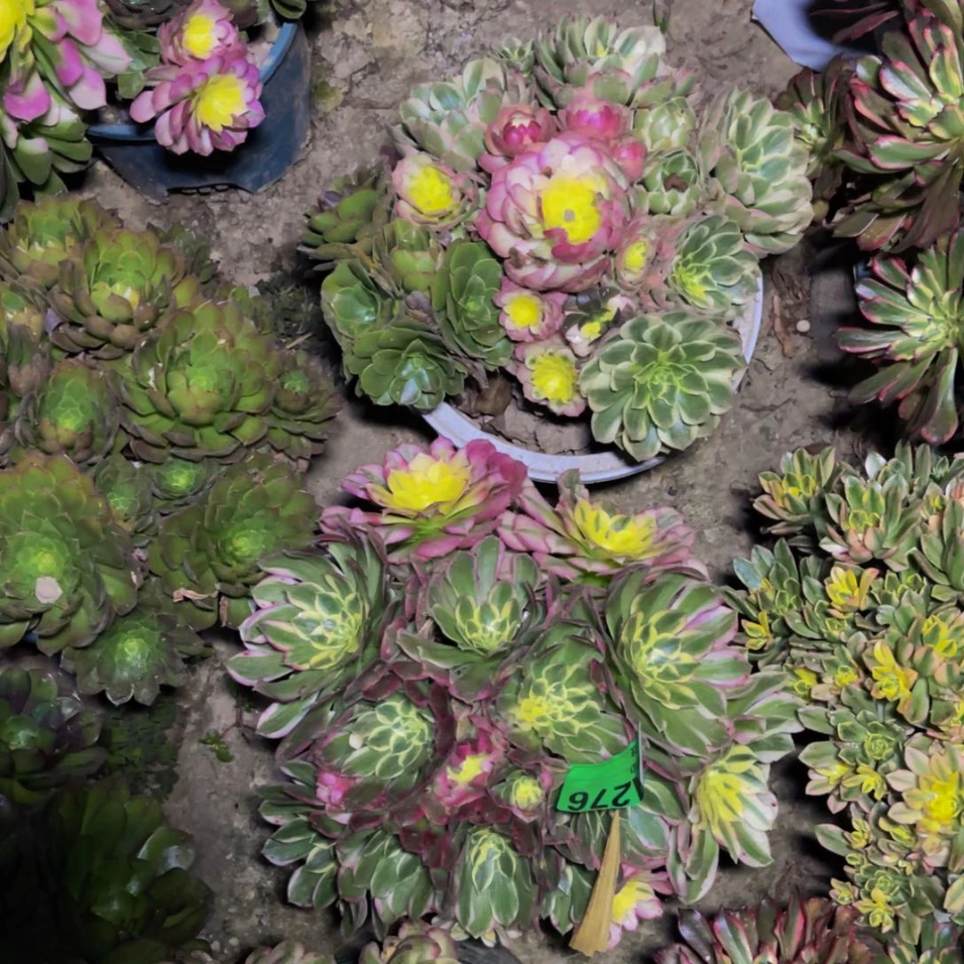 两颗海王法师5-39