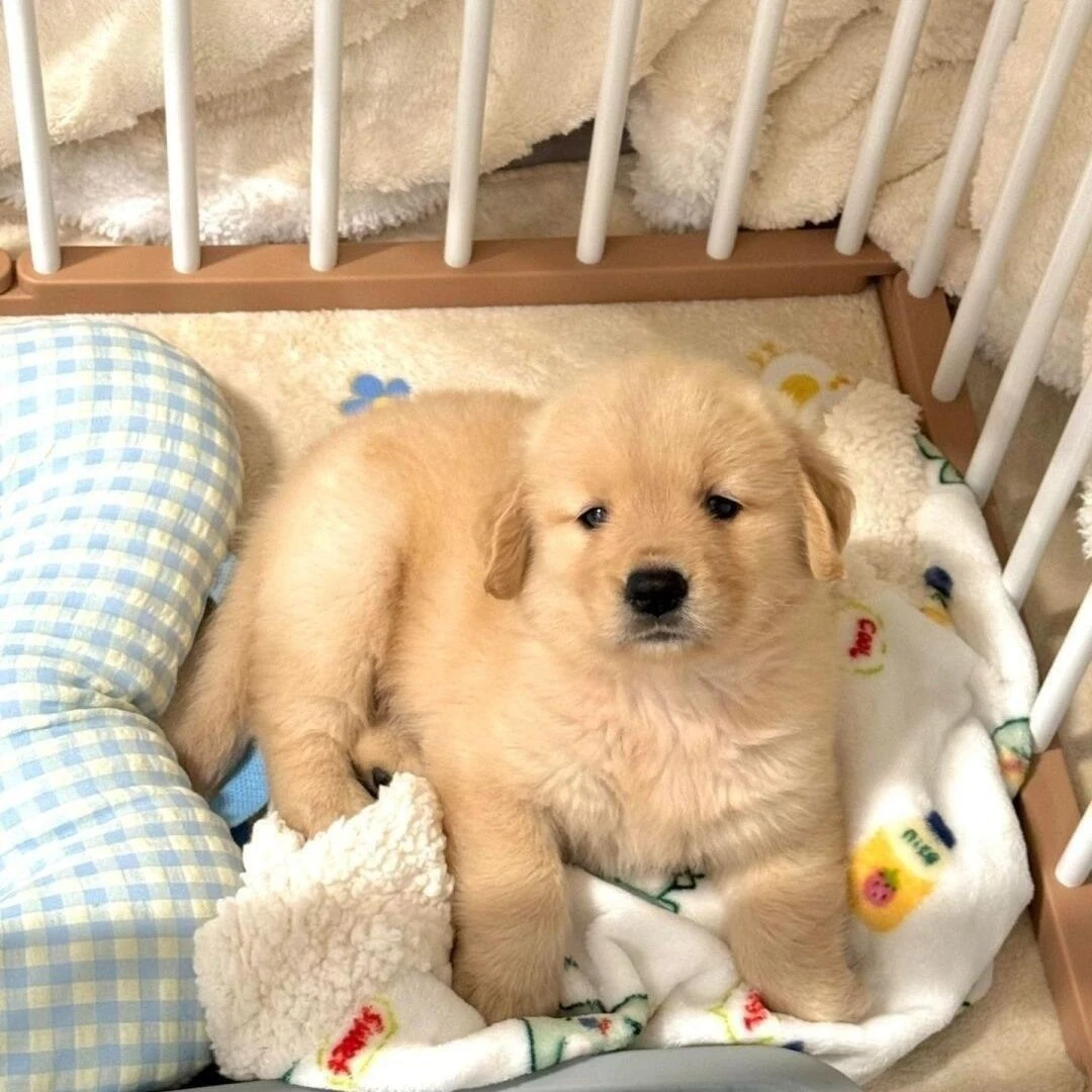 金毛幼犬金毛犬活体宠物狗骨架狗狗枫叶活物高智商沙滩可爱混血