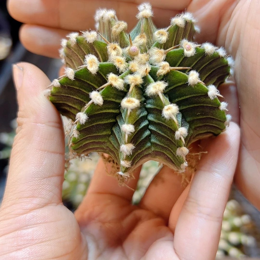 泰系实生大尤肋骨5公分1颗