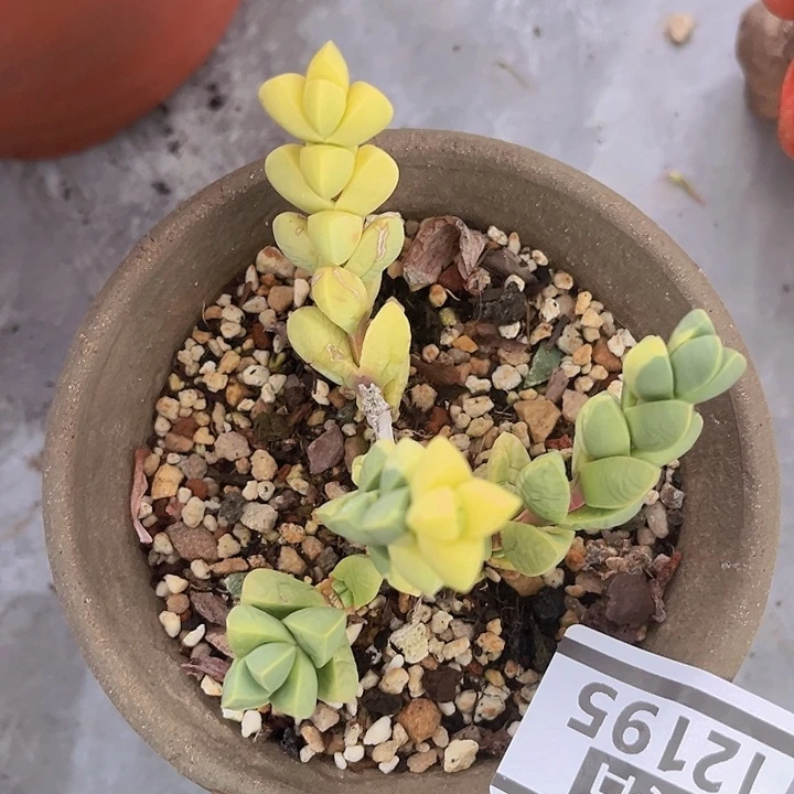 鹿角海棠锦12195多肉植物
