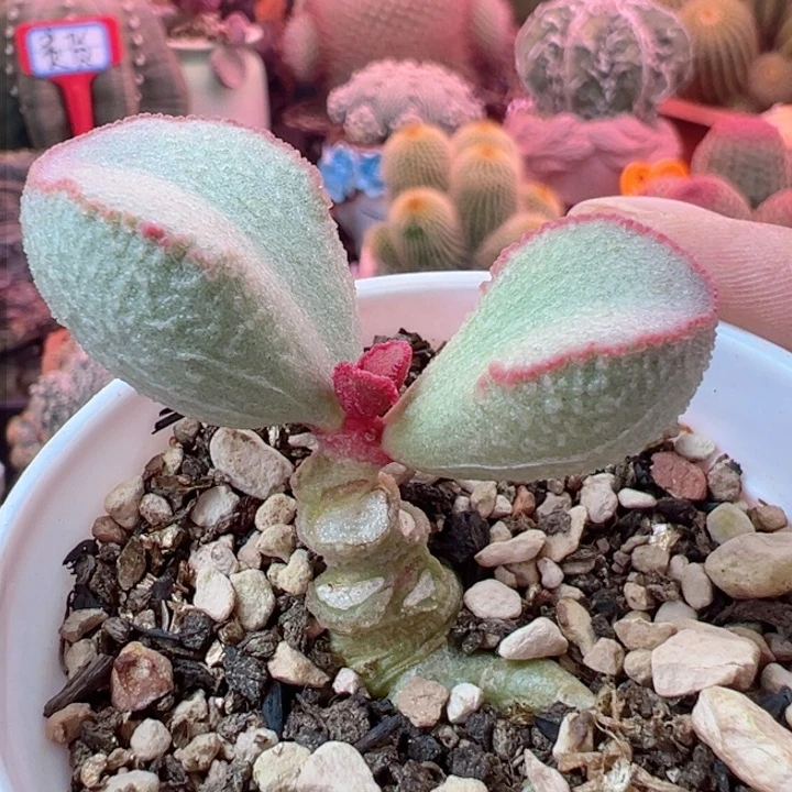 用****9有你真是幸福快乐每当想起