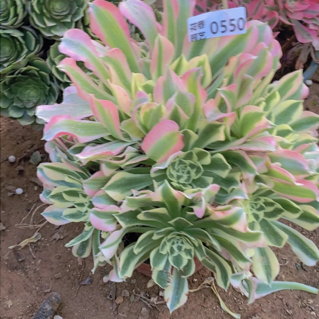 550 号一物一拍多肉植物