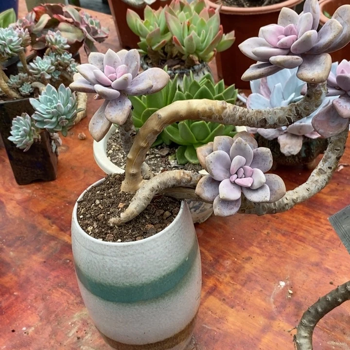 方***方桃霜整无砍多肉老桩