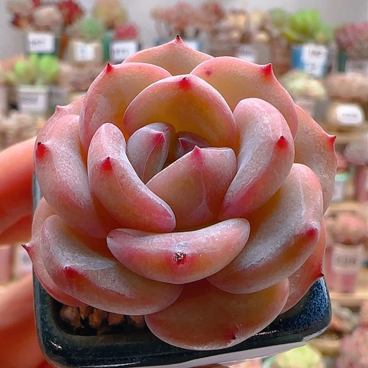 382杂交满38包邮（除新疆 西藏 内蒙）