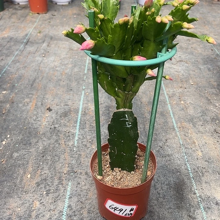 074蟹爪兰尾号6491