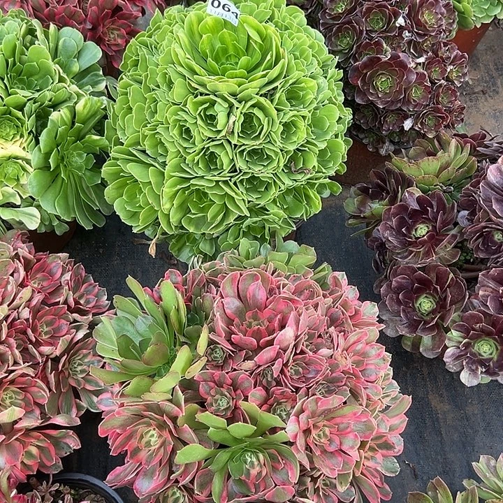 11.13-64琉璃多肉植物1