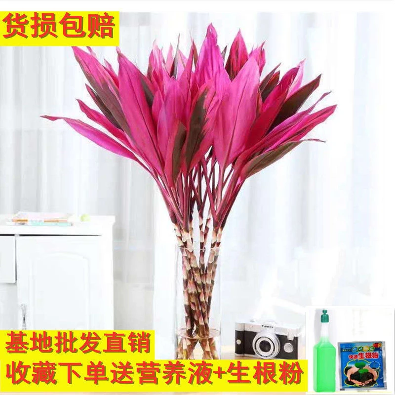 紫竹鸿运当头富贵竹大叶竹水培水养绿植花卉室内客厅外贸工厂批发