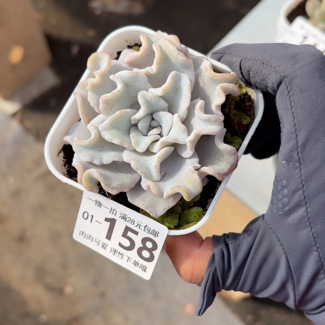 芭蕾舞者无盆土发货