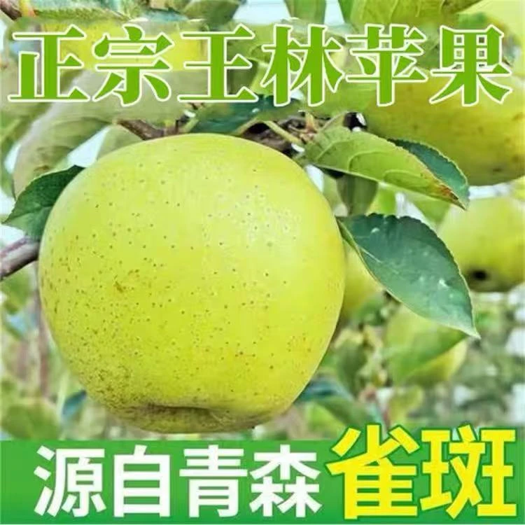 【只发新疆】新鲜采摘脆甜多汁青森王林苹果当季水果包邮