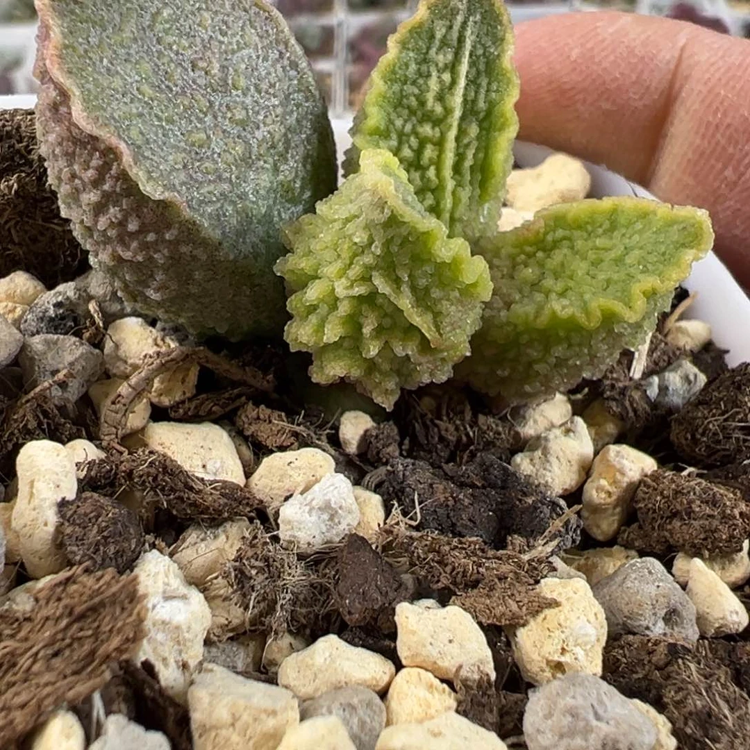 实生新品多肉植物水泡