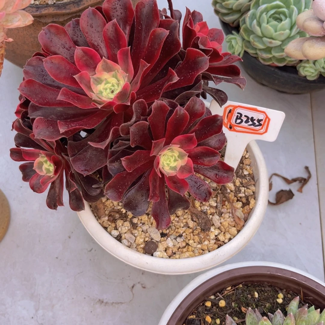 随*法师255多肉植物